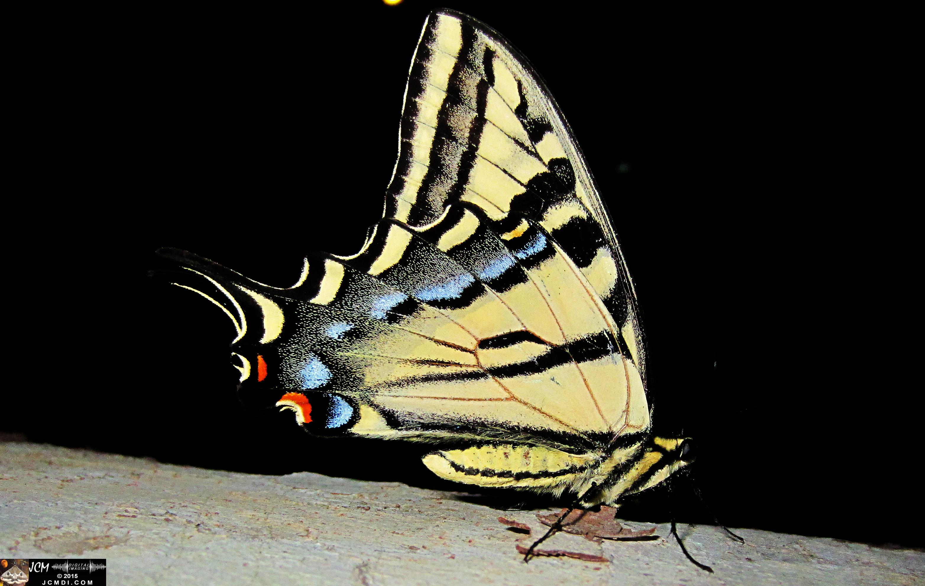 Western Tiger Swallowtail butterfly male on Sycamore Trunk jcmdi.com